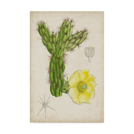 Curtis 'Antique Cactus I' Canvas Art,16x24